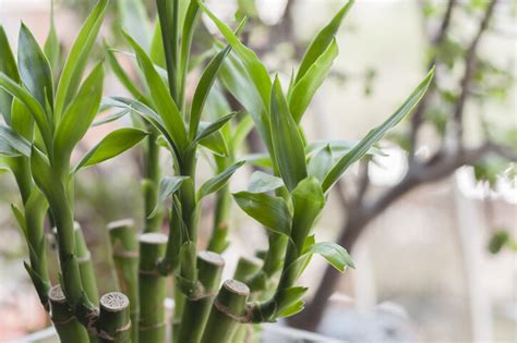 竹葉青風水|風水植物｜不只富貴竹！7款招財/招桃花植物推介+不可不知風水 